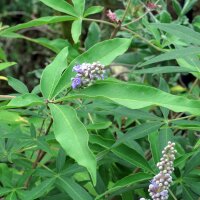 Monnikspeper (Vitex agnus-castus) zaden