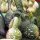 Fleskalebas Dipper (Lagenaria siceraria) zaden