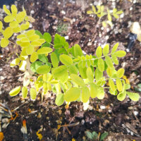 Vlezige hokjespeul / Huang-Qi (Astragalus membranaceus)...