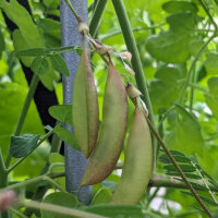 Vlezige hokjespeul / Huang-Qi (Astragalus membranaceus) zaden