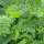 Vlezige hokjespeul / Huang-Qi (Astragalus membranaceus) zaden