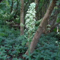 Bosvogelmelk / Pruisische asperge (Ornithogalum...