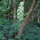 Bosvogelmelk / Pruisische asperge (Ornithogalum pyrenaicum) zaden