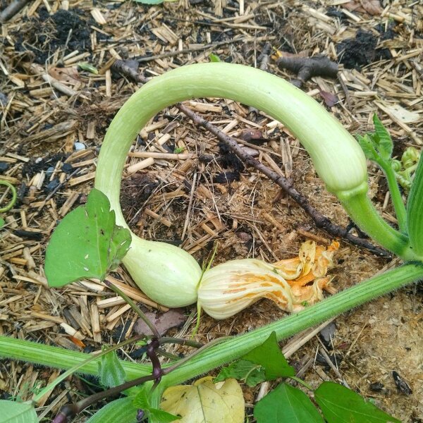 Courgette Tromboncino dAlbenga (Cucurbita moschata) zaden