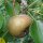 Wilde peer (Pyrus pyraster) zaden