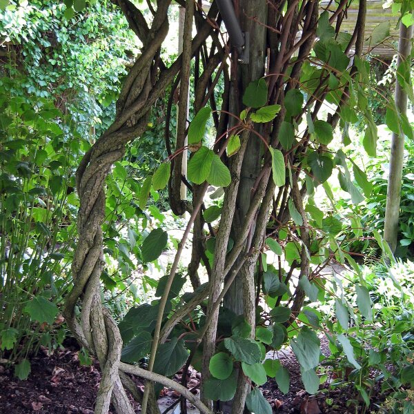 Kiwi (Actinidia chinensis) zaden