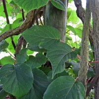 Kiwi (Actinidia chinensis) zaden