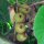Kiwi (Actinidia chinensis) zaden