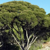 Australische theeboom (Melaleuca alternifolia) zaden