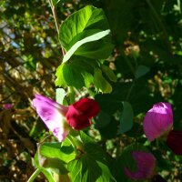 Wilderbse (Pisum sativum subsp. elatius) Samen