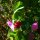 Wilderbse (Pisum sativum subsp. elatius) Samen