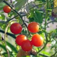 Wilde tomaat Rode knikker (Solanum pimpinellifolium) bio...