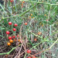Wilde tomaat Rode knikker (Solanum pimpinellifolium) bio...