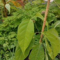 Ayahuasca-liaan / Yagé (Banisteriopsis caapi) zaden