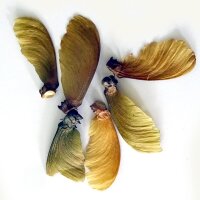 Ayahuasca-liaan / Yagé (Banisteriopsis caapi) zaden
