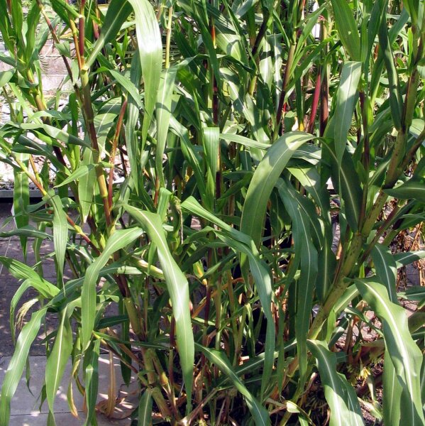 Teosinte (Zea Mexicana) – Semillas De Maíz Silvestre, Variedad De Polinización Abierta, Aprox. 10 Semillas Por Sobre