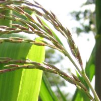 Teosinte (Zea mexicana) zaden