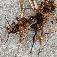 Zuidelijke aardkastanje (Oenanthe pimpinelloides) zaden