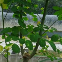 Mierikswortelboom (Moringa oleifera) zaden