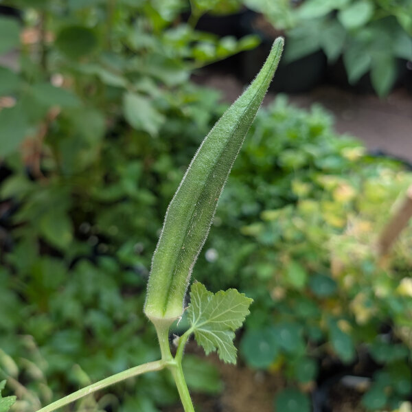 Okra (Abelmos esculentus) zaden