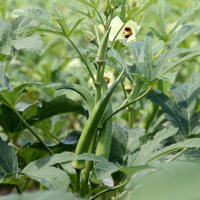 Okra (Abelmos esculentus) zaden