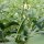 Okra (Abelmos esculentus) zaden
