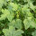Okra (Abelmos esculentus) zaden