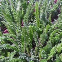 Duizendblad (Achillea millefolium) zaden