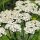 Duizendblad (Achillea millefolium) zaden