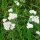 Duizendblad (Achillea millefolium) zaden
