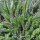 Duizendblad (Achillea millefolium) zaden