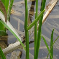 Kalmoes (Acorus calamus) zaden