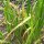 Kalmoes (Acorus calamus) zaden