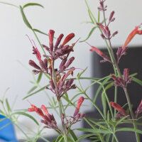 Dropnetel (Agastache mexicana) zaden