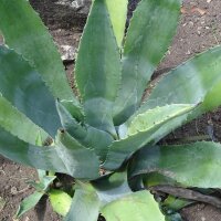 Blauwe-agave (Agave americana) zaden