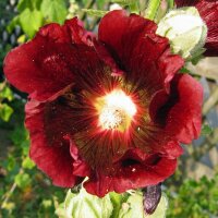 Zwarte stokroos (Alcea rosea var. nigra) zaden