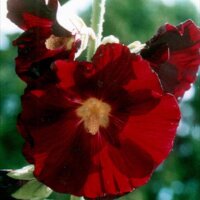 Zwarte stokroos (Alcea rosea var. nigra) zaden