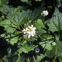 Look-zonder-look (Alliaria petiolata) zaden