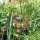 Het kraailook (Allium vineale) zaden