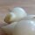 Het kraailook (Allium vineale) zaden
