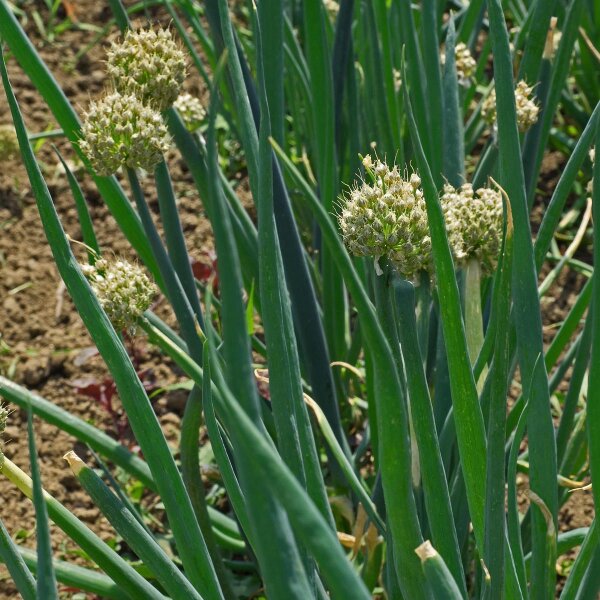 Stengelui (Allium fistulosum) zaden
