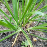 Bergprei (Allium senescens) zaden