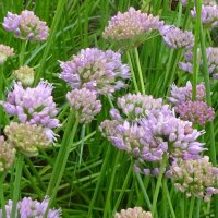 Bergprei (Allium senescens) zaden