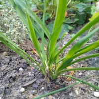 Bergprei (Allium senescens) zaden