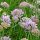 Bergprei (Allium senescens) zaden