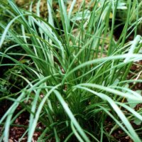 Chinese bieslook (Allium odorum) zaden