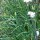 Chinese bieslook (Allium odorum) zaden