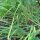 Chinese bieslook (Allium odorum) zaden