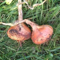 Ui Stuttgarter Riesen (Allium cepa) zaden