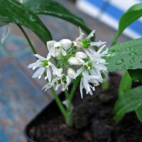Daslook / Wilde look Lauch (Allium ursinum) zaden